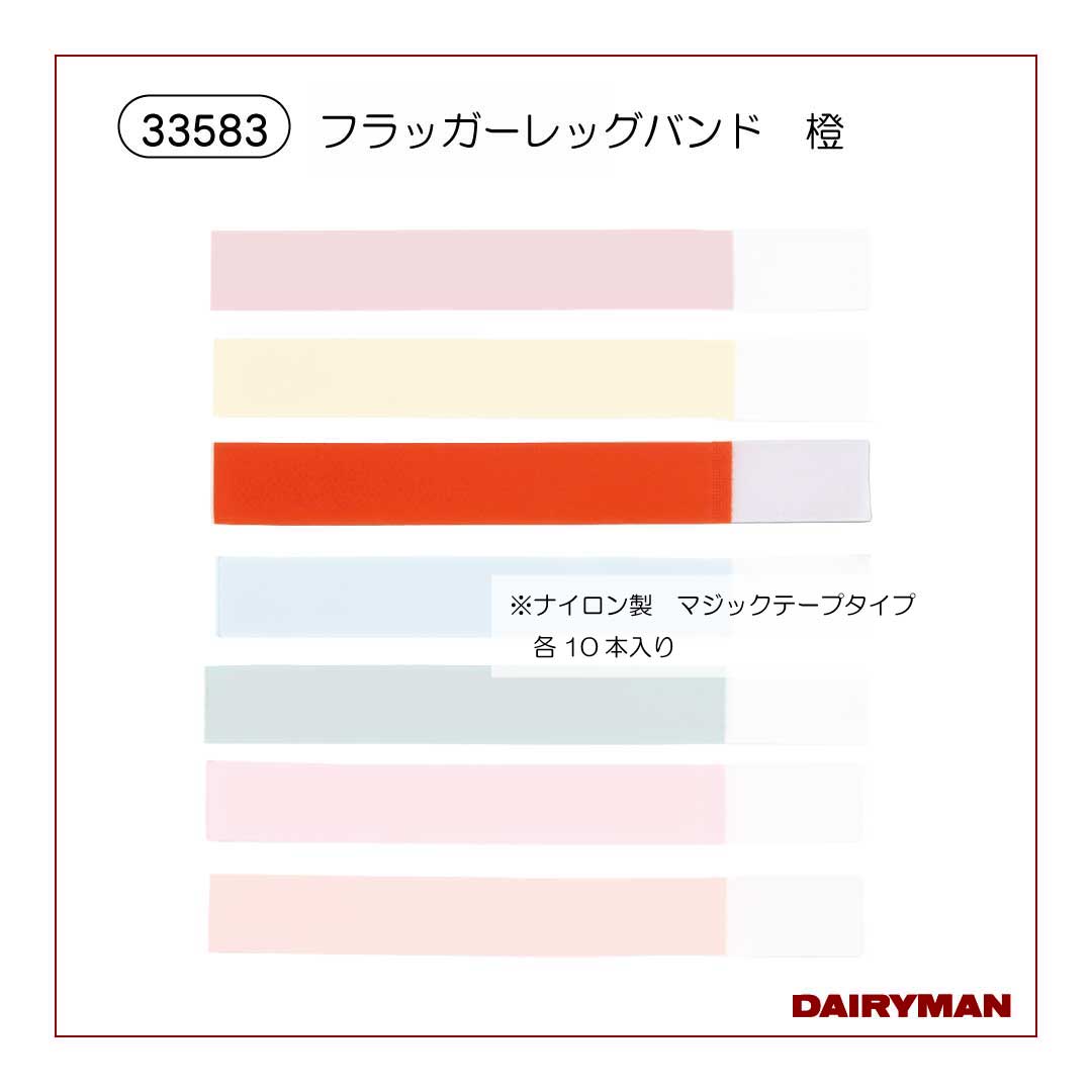 フラッガーレッグバンド10枚入り 橙【33583】｜デーリィマン社
